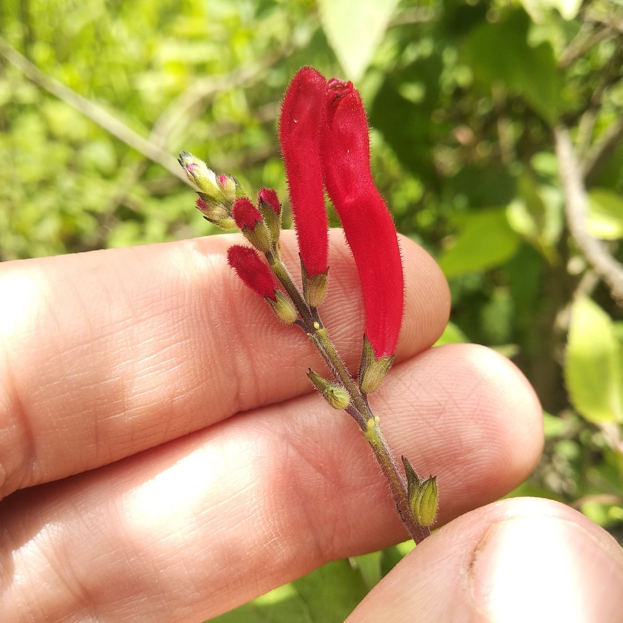 Salvia elegans